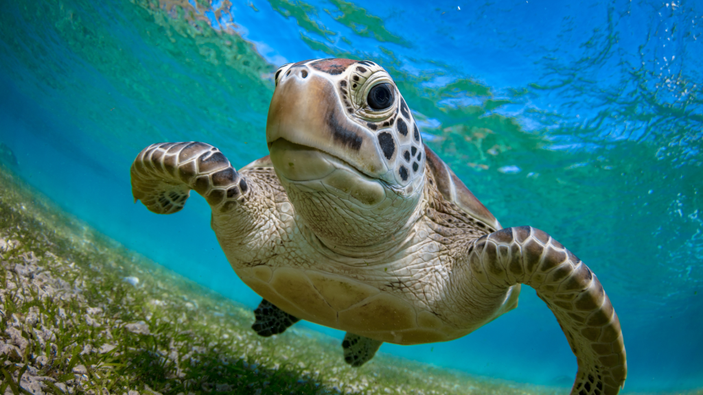 coastal connections vero beach sea turtles