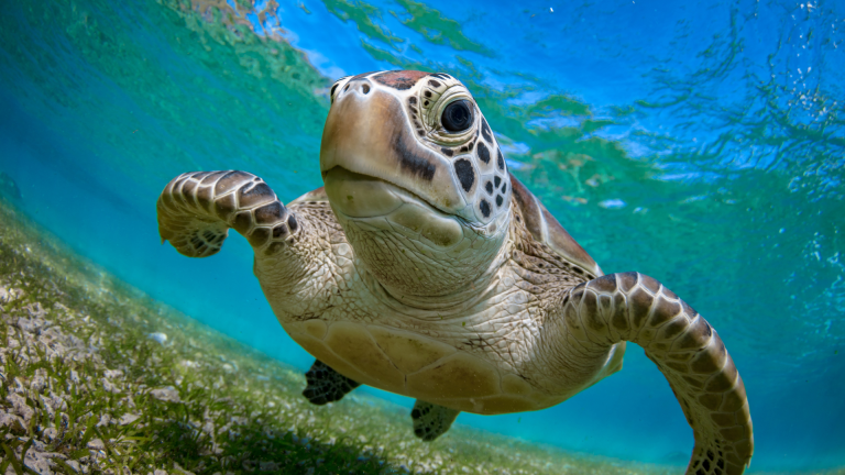 coastal connections vero beach sea turtles